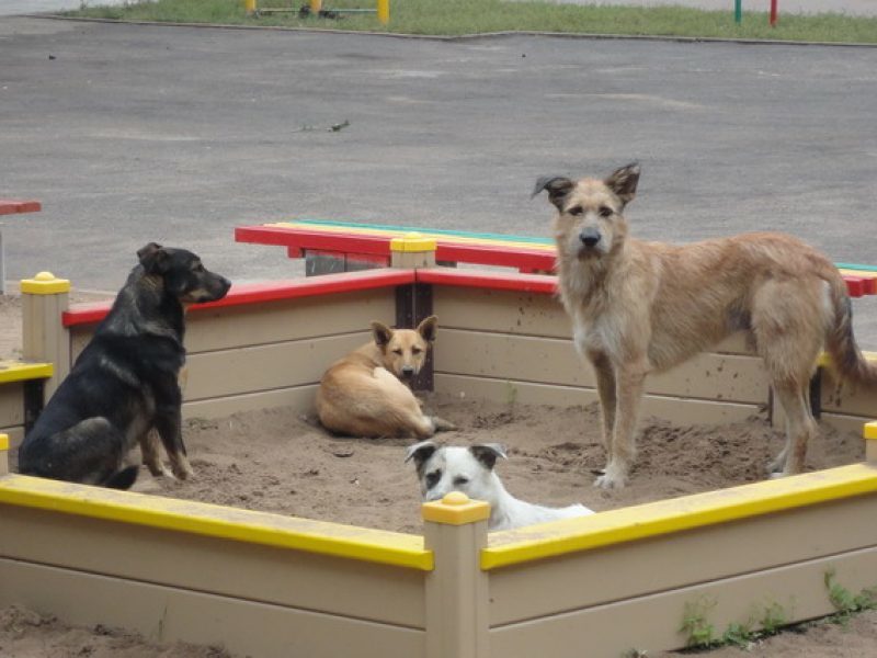 And more stray dogs - Mash, Negative, Stray dogs