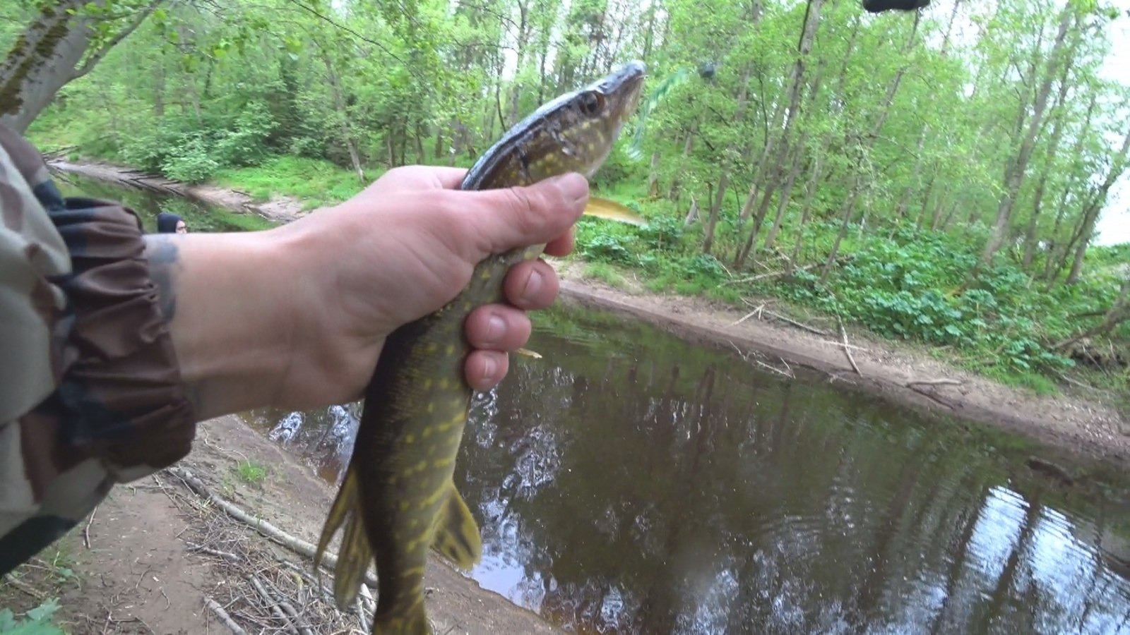 Fishing on the Black River. - My, Fishing, Pike, , Video, Longpost