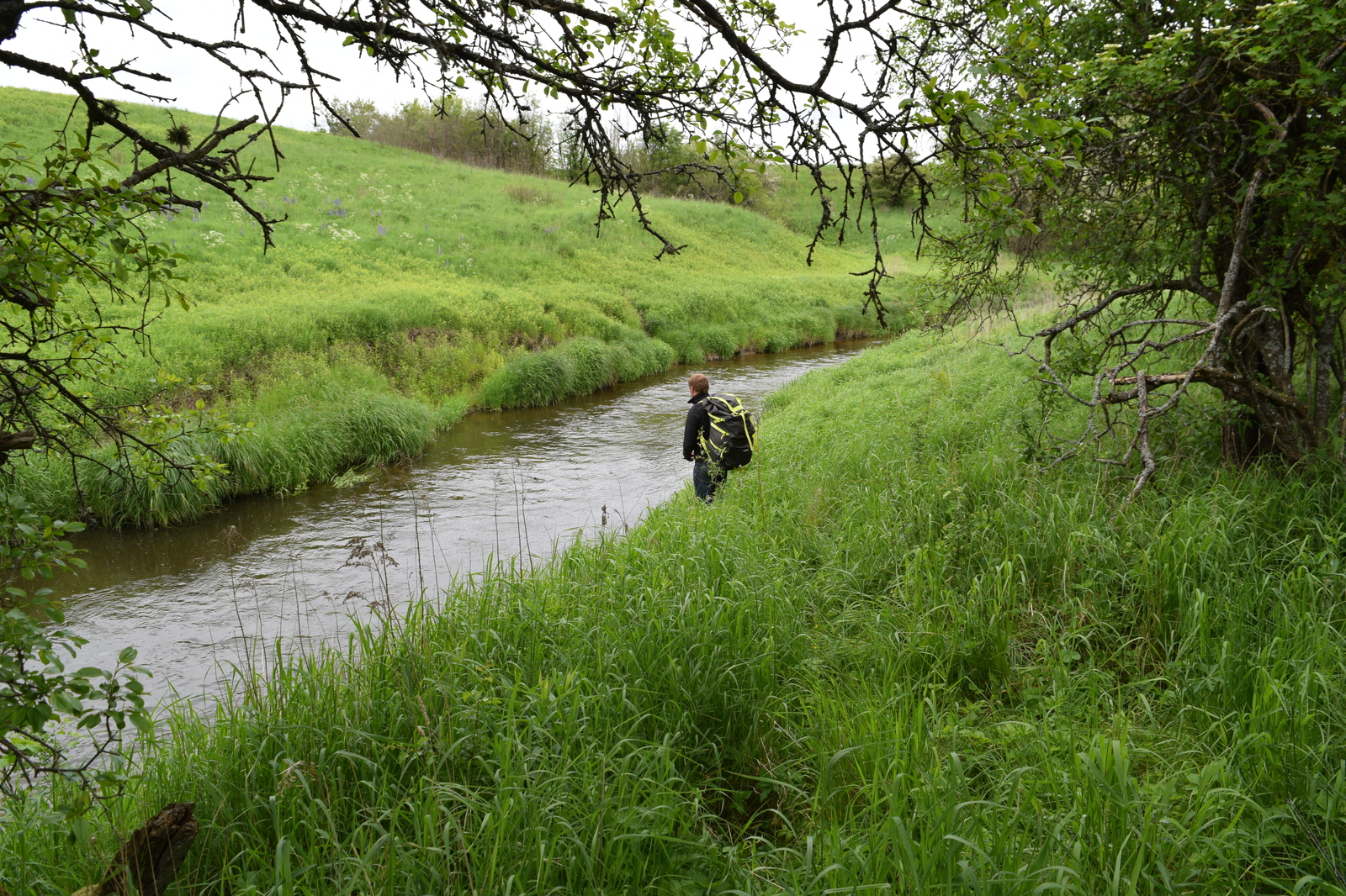 And why are there so many fish in this microriver? - My, Fishing, Chub, River, Kaliningrad, Video, The photo, Longpost