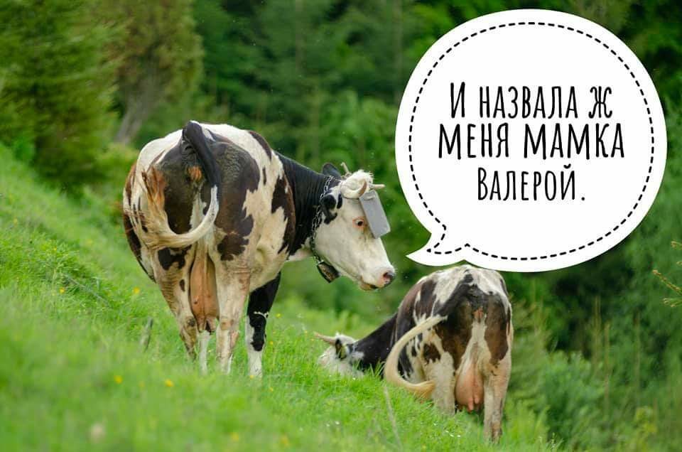 Valera - Valera, Cow, Author's comic, Humor