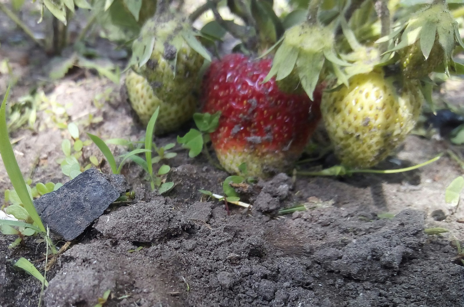 On the eve of summer. - My, Flowers, Dacha, Longpost