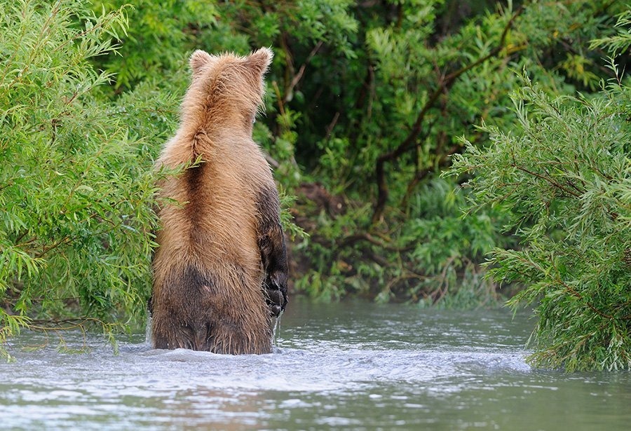 Why does a bear stand on its hind legs? - Text, The photo, The Bears, Animals, Longpost