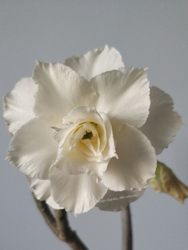 Adenium - desert rose - My, Adenium, Flowers, Succulents, Collection, Longpost