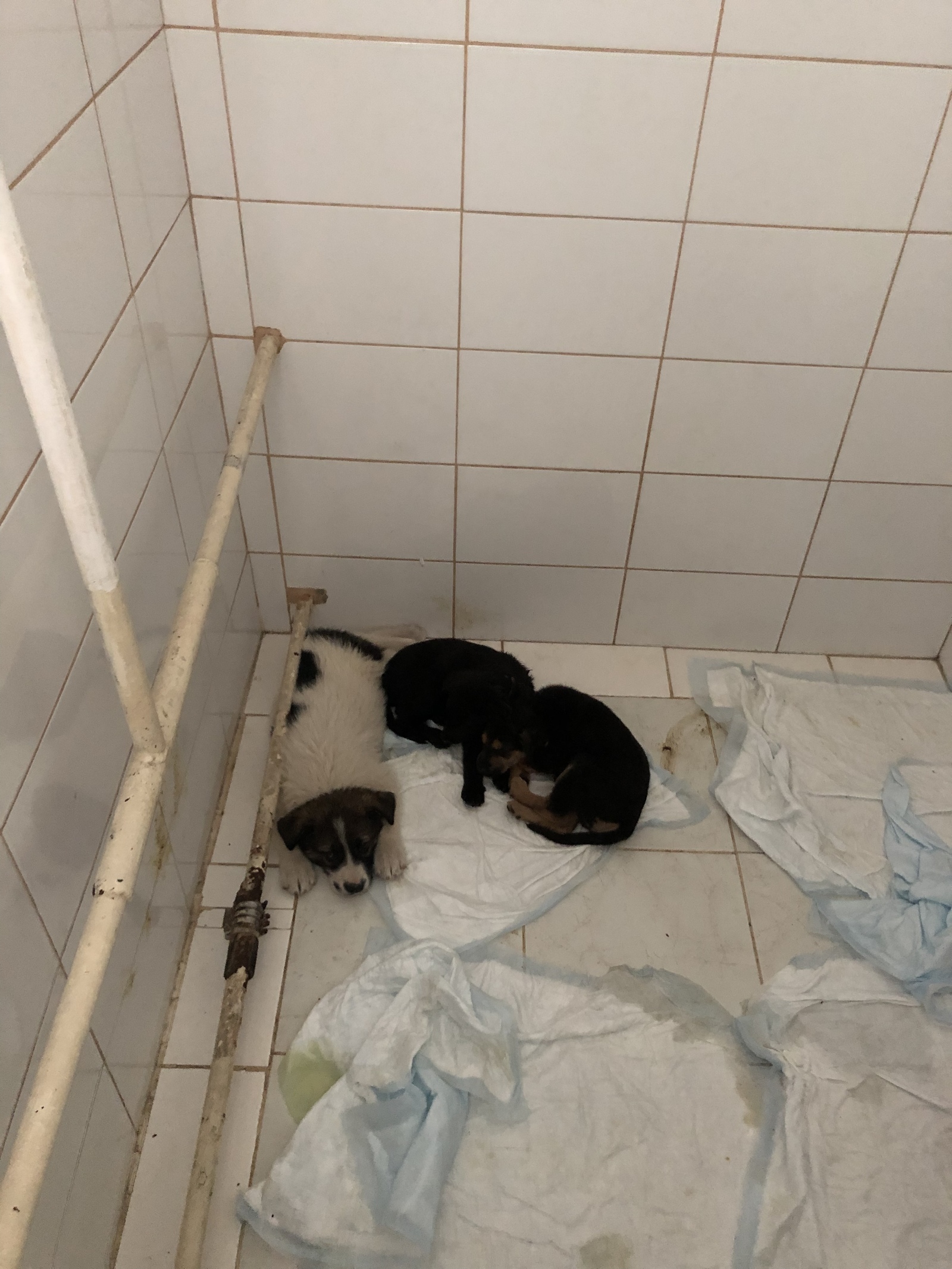 Help house the puppies (continued) - My, Moscow, Puppies, Tretyakovskaya, Help, No rating, Longpost, Helping animals