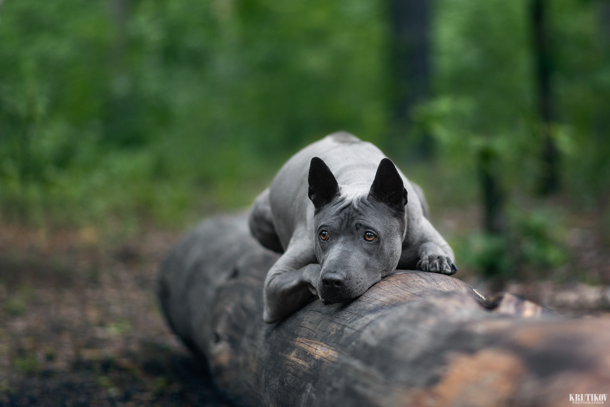 I thought about it. - My, Dog, Thai Ridgeback, The photo, Animalistics, Nikon D750