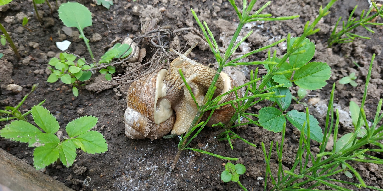 Loving snails. - My, Snail, The first love, , Morning, Longpost