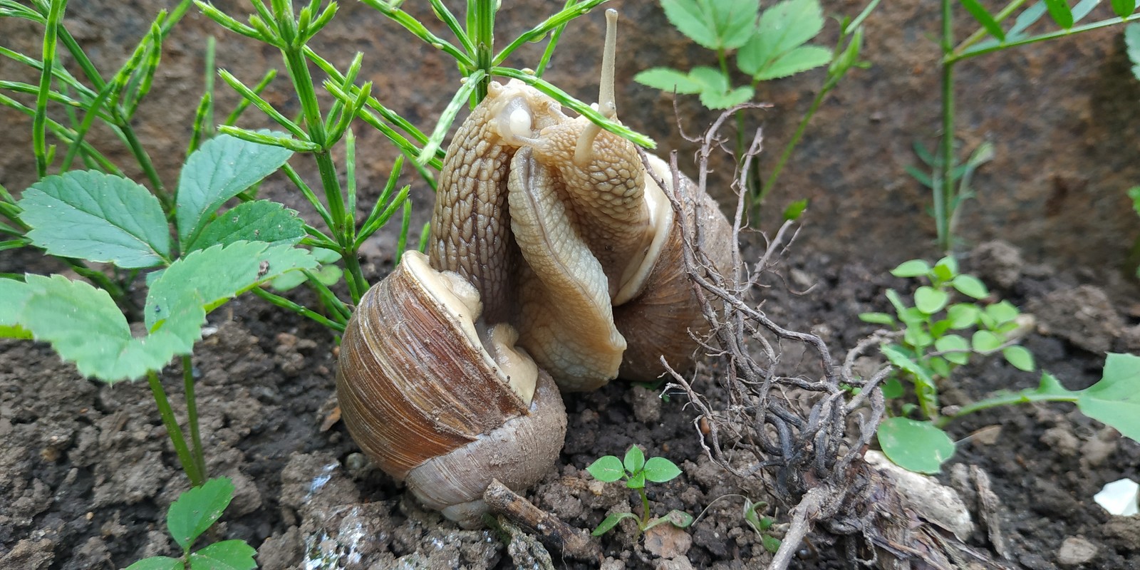 Loving snails. - My, Snail, The first love, , Morning, Longpost