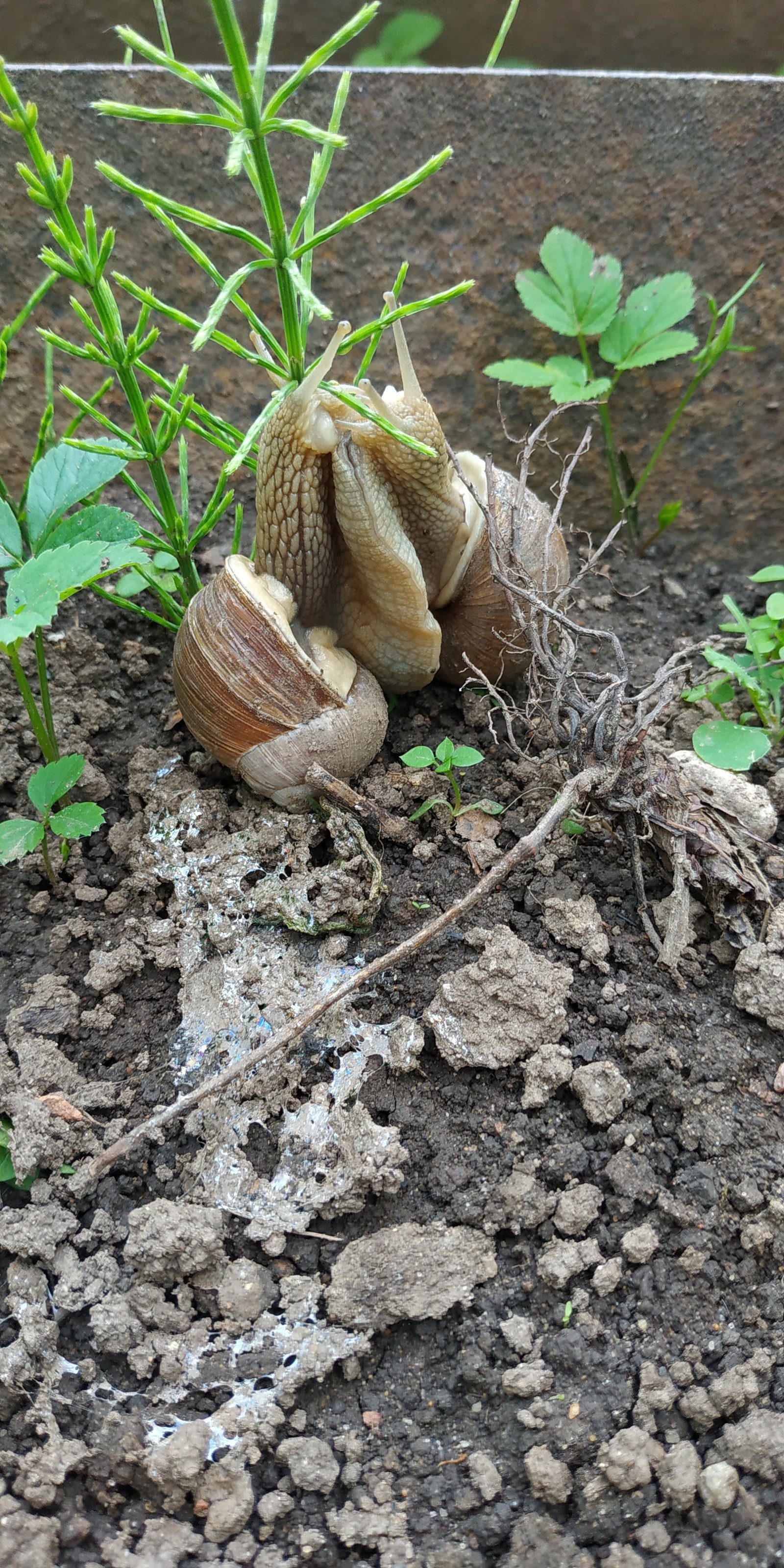 Loving snails. - My, Snail, The first love, , Morning, Longpost