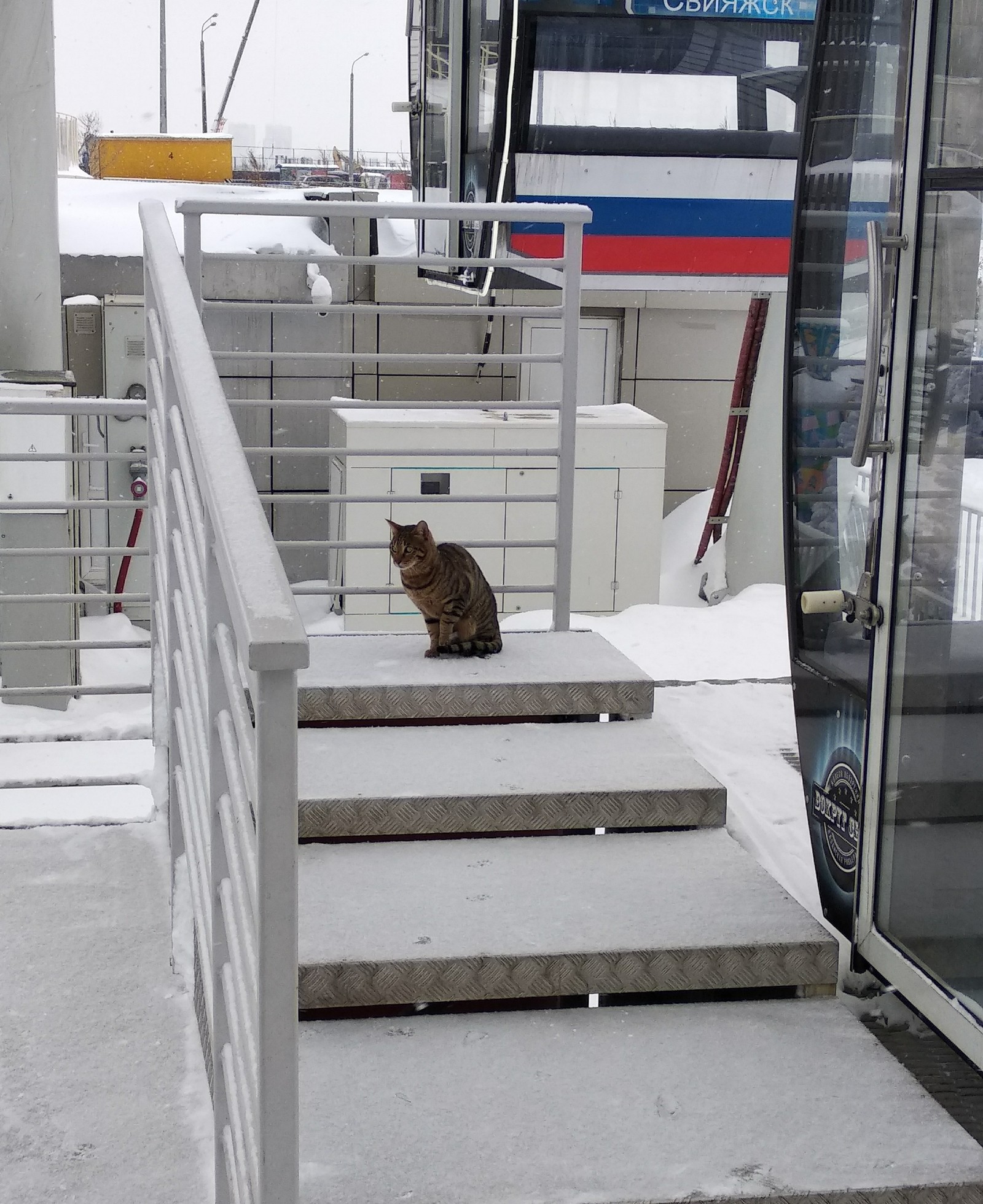 A street cat named...? - My, cat, Striped, Ferris wheel, Longpost