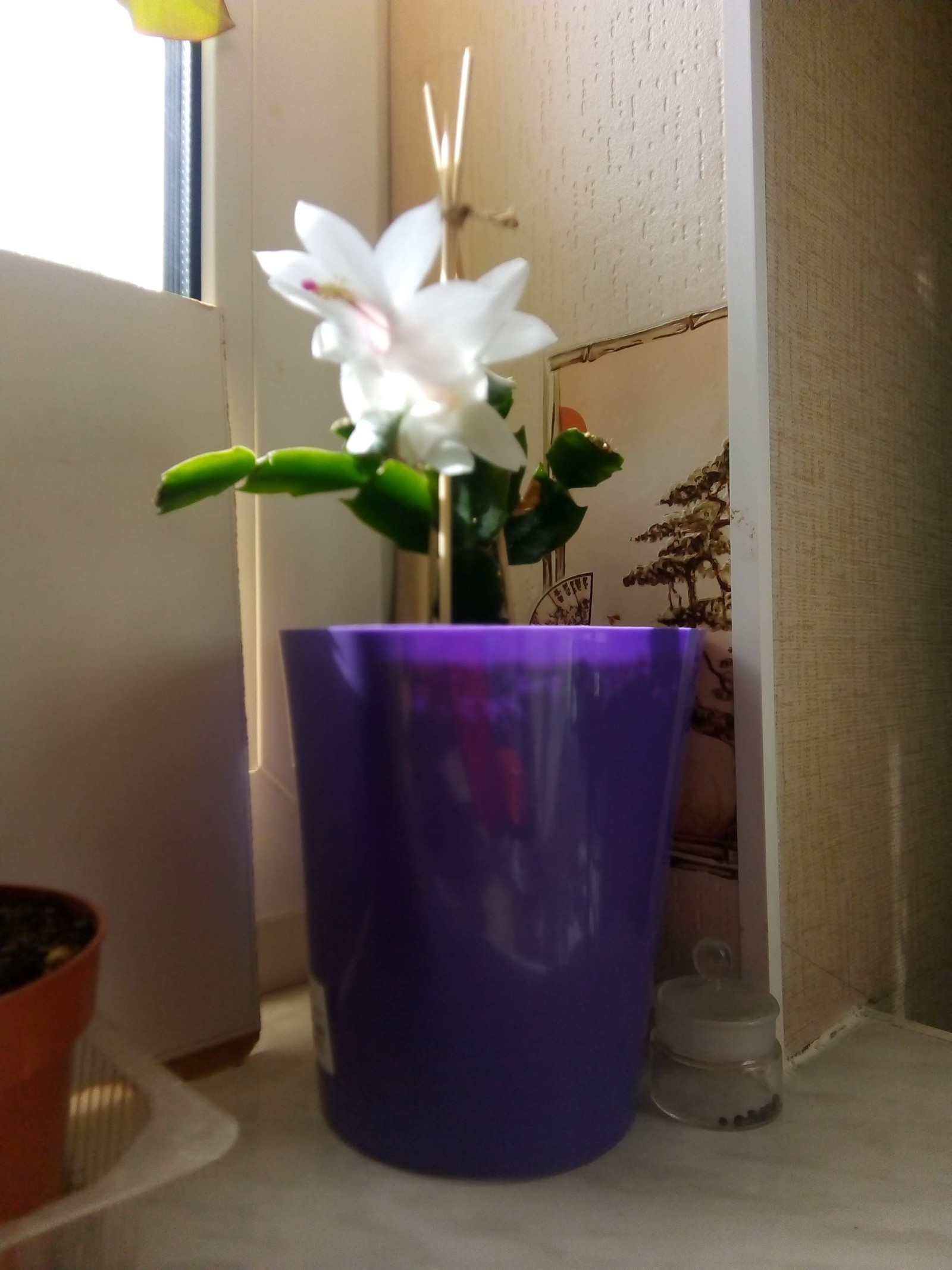 Schlumbergera bloomed. - My, Flowers, Schlumberger, Decembrist cactus