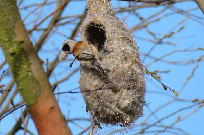 Remez-builder. - Ornithology, Birds, Remez, Elementy ru, Video, Longpost