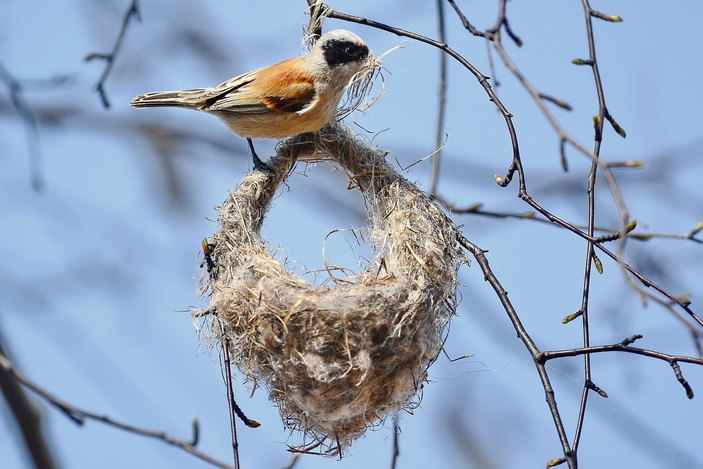 Remez-builder. - Ornithology, Birds, Remez, Elementy ru, Video, Longpost