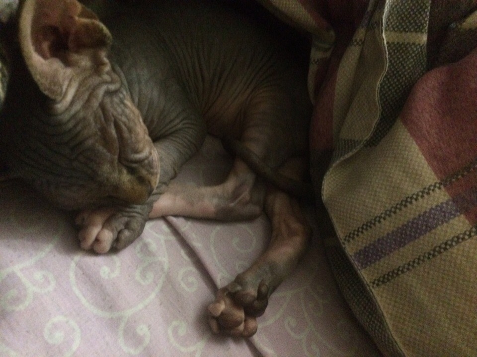 My sweet peach - Canadian Sphynx Marcus) - My, Canadian sphinx, cat, Longpost