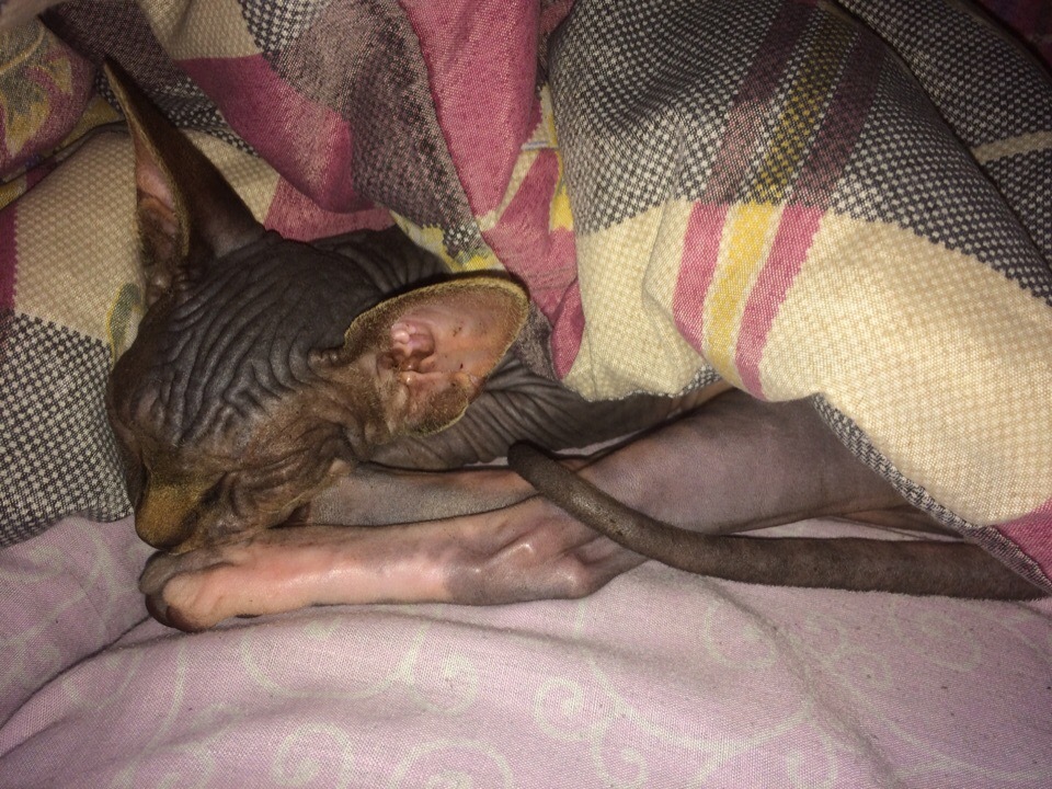 My sweet peach - Canadian Sphynx Marcus) - My, Canadian sphinx, cat, Longpost