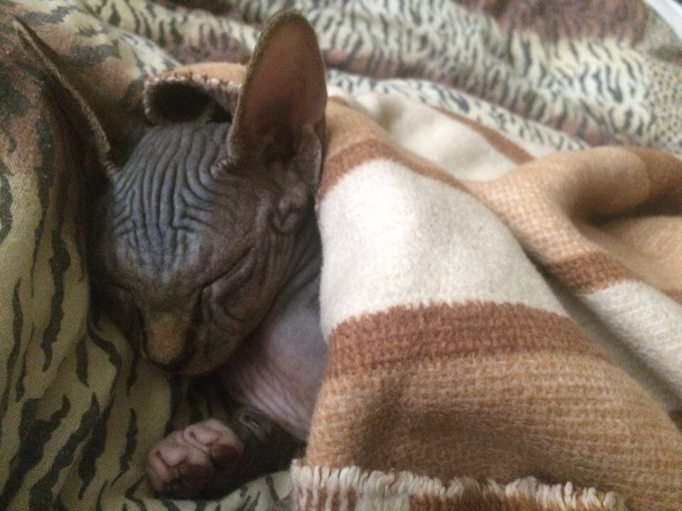 My sweet peach - Canadian Sphynx Marcus) - My, Canadian sphinx, cat, Longpost