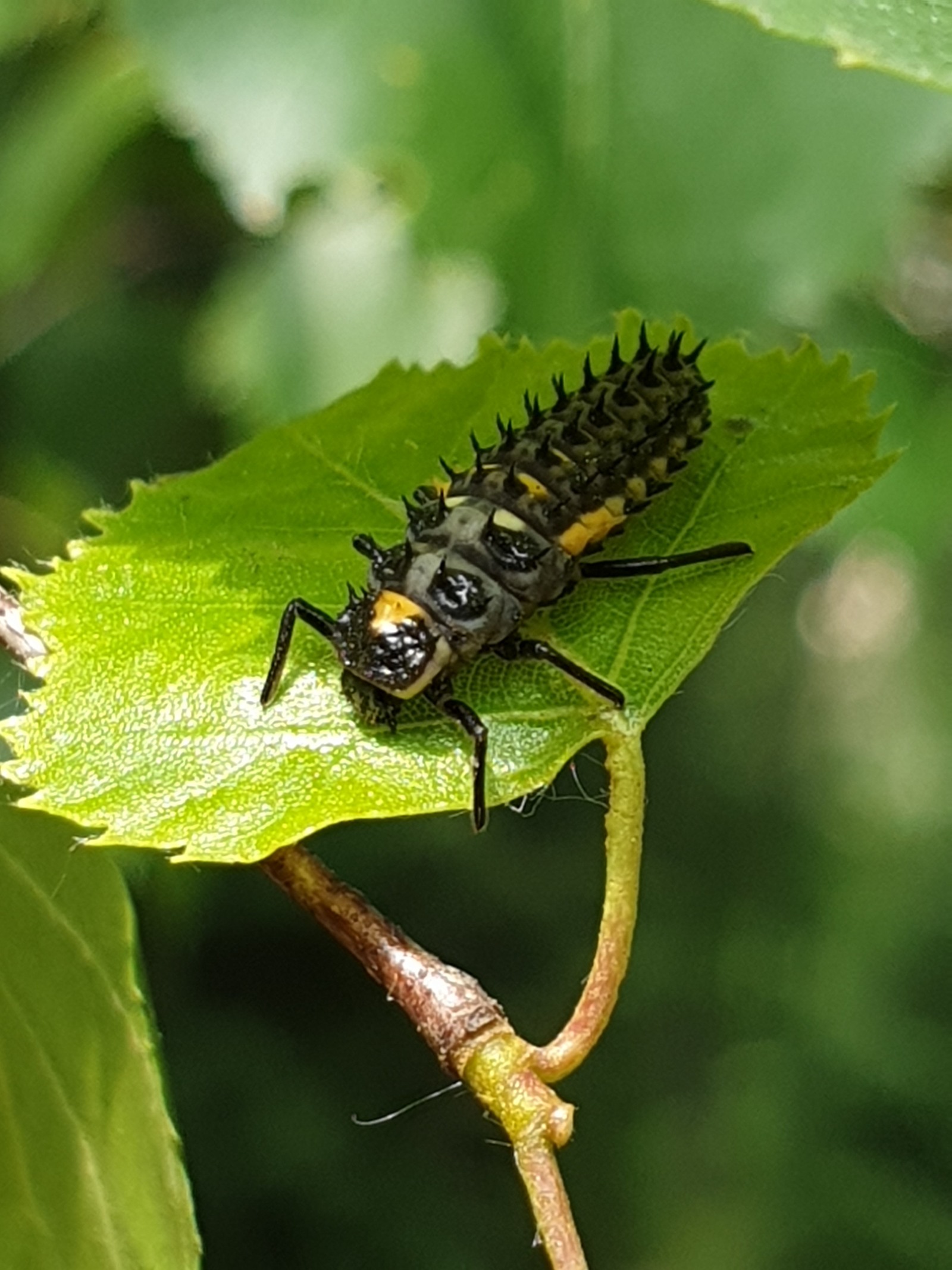 Who is this? - My, Insects, Help me find, Who is this?