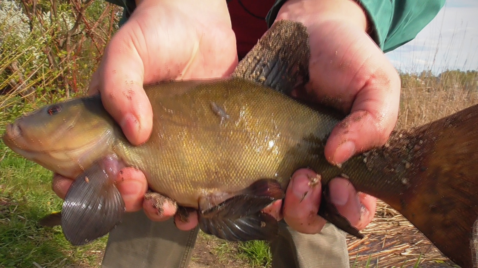 May lines, bites close up - My, Fishing, Tench, catching tench, Video, Longpost