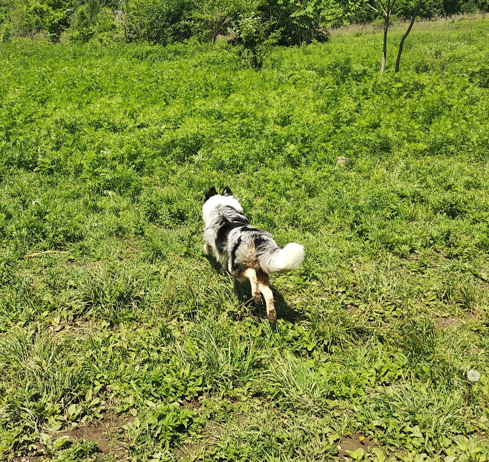 Almost summer. - My, Dog, Walk, Forest, Woolen, Border Collie, Nearly, Summer, Longpost