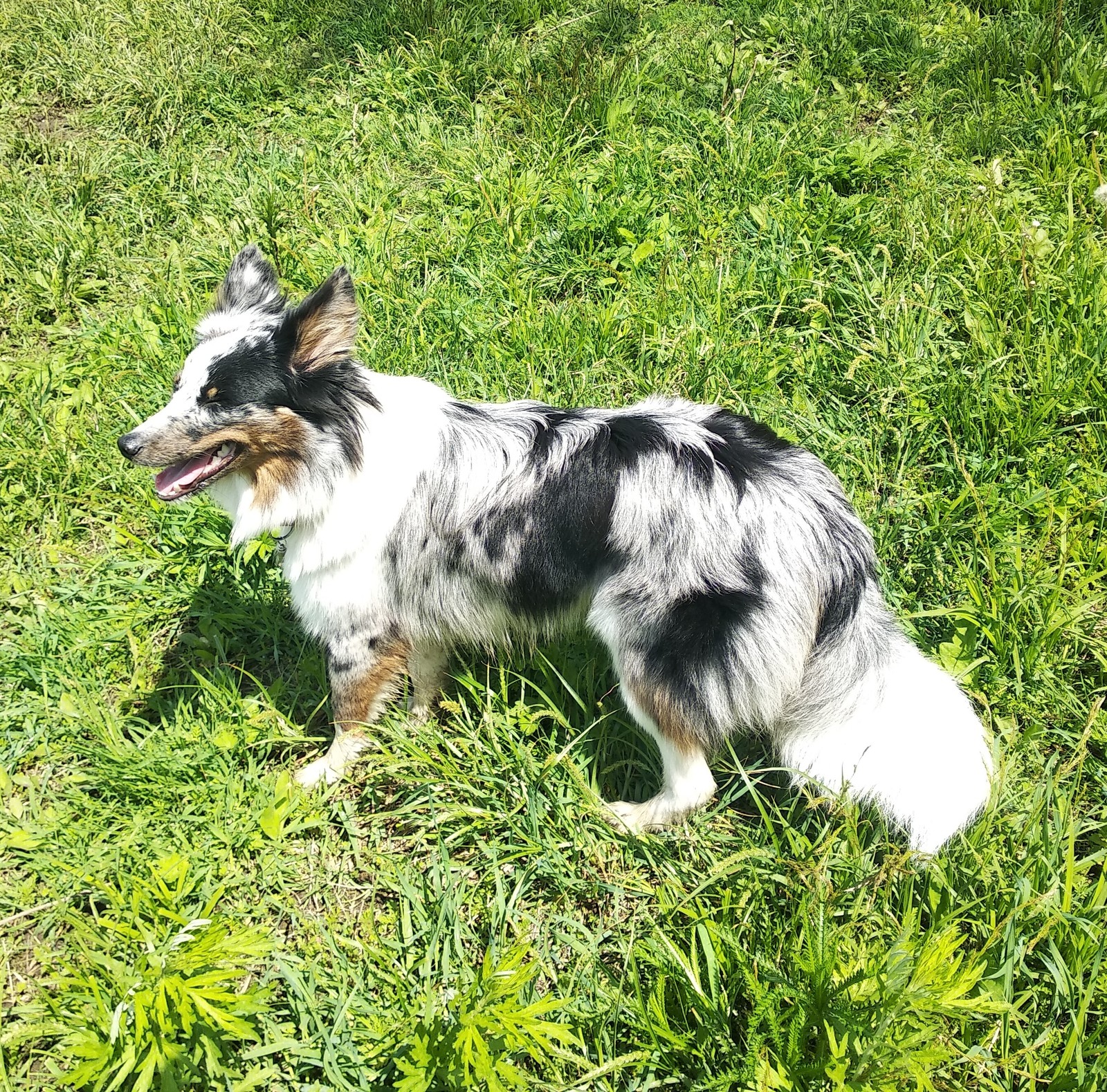 Almost summer. - My, Dog, Walk, Forest, Woolen, Border Collie, Nearly, Summer, Longpost