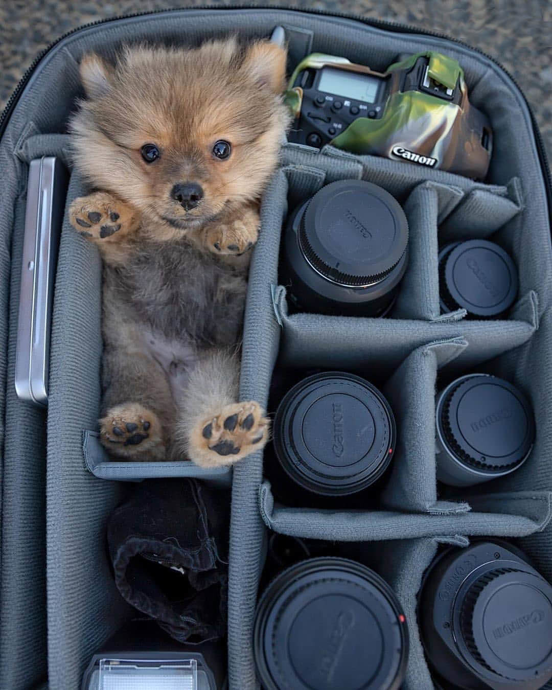 Positive in a wardrobe trunk at the photographer - Chest, Dog, Positive