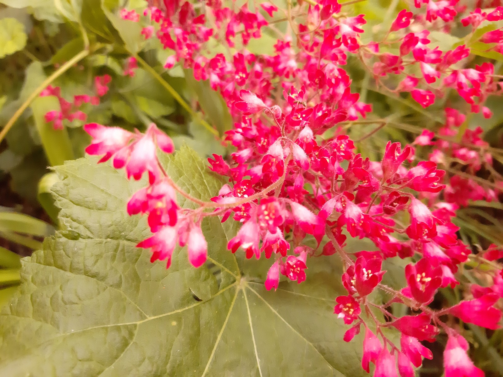 Heichela blood red - My, Flowers, Brightness, Bloom, Longpost