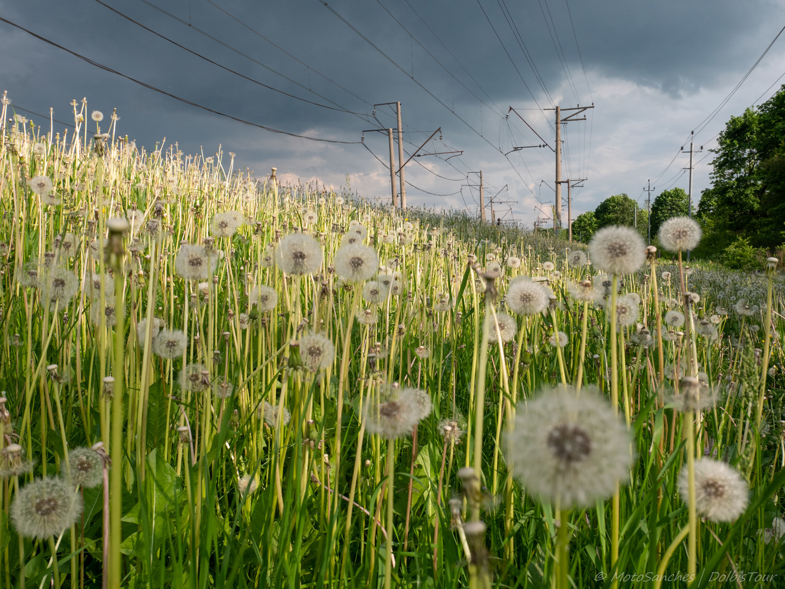 On the border of two roads and two regions. - My, Russian Railways, Train, Dandelion, Chertanovo, Biryulyovo, Bike ride, Longpost