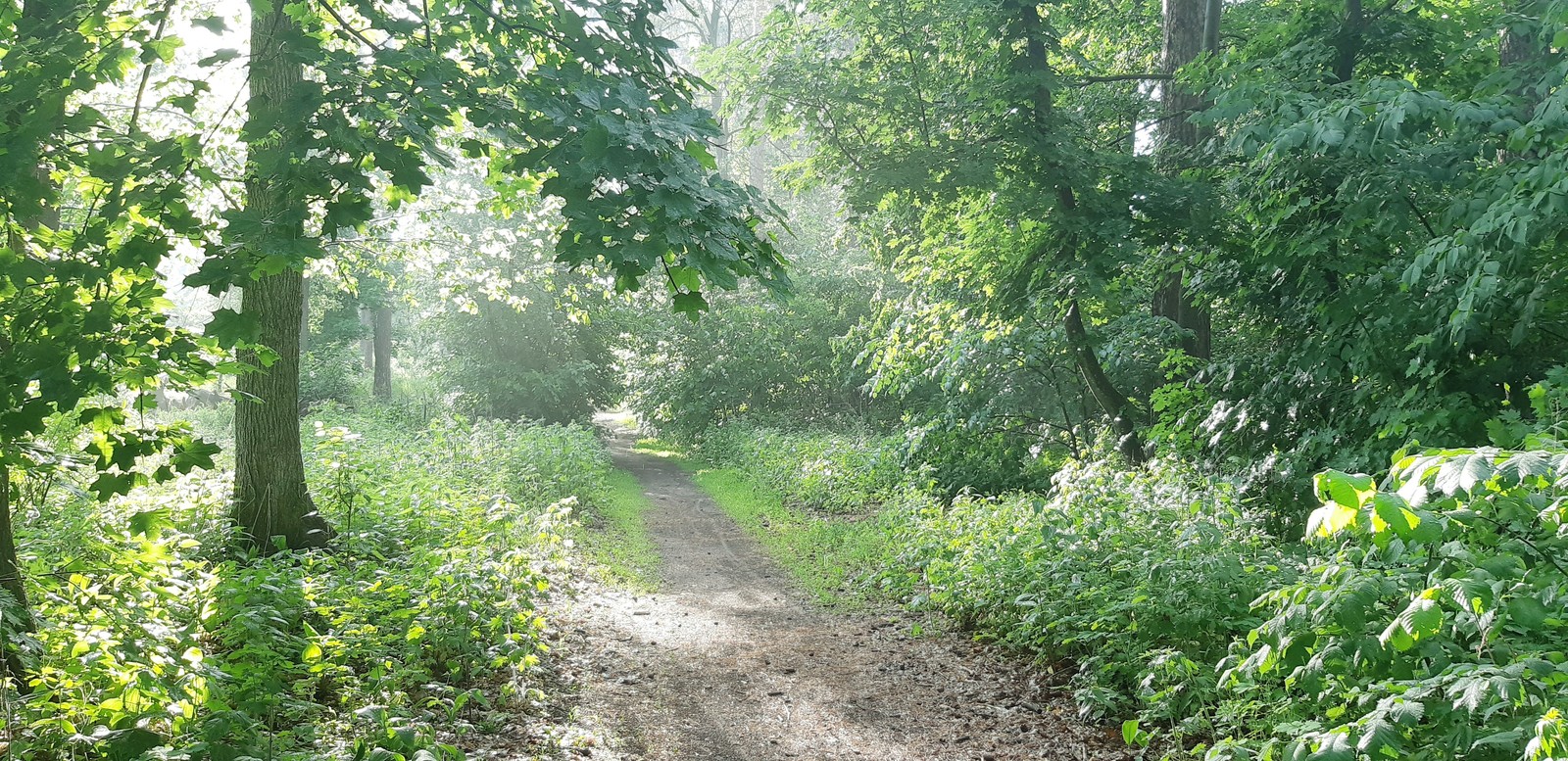 Forest after the rain - My, Forest, Rain, Summer, Mosquitoes, Longpost