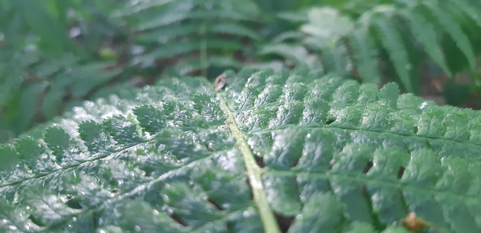 Forest after the rain - My, Forest, Rain, Summer, Mosquitoes, Longpost