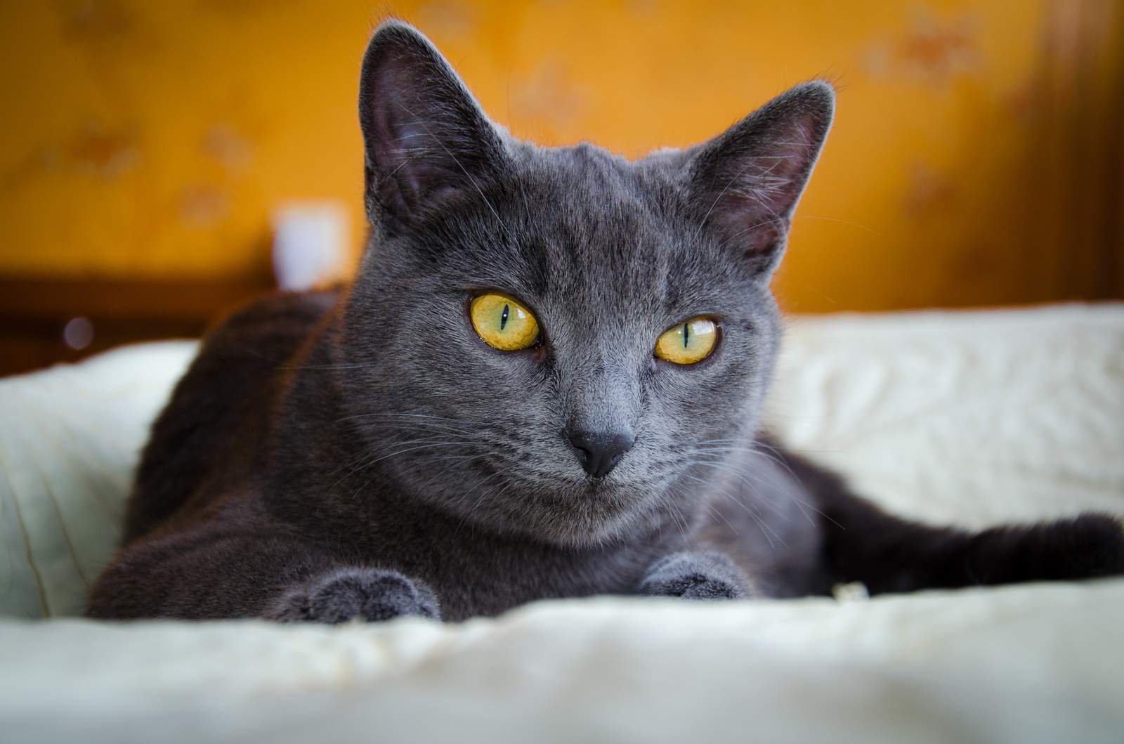 Princess - My, cat, Sight, Queen, Princess, Russian blue