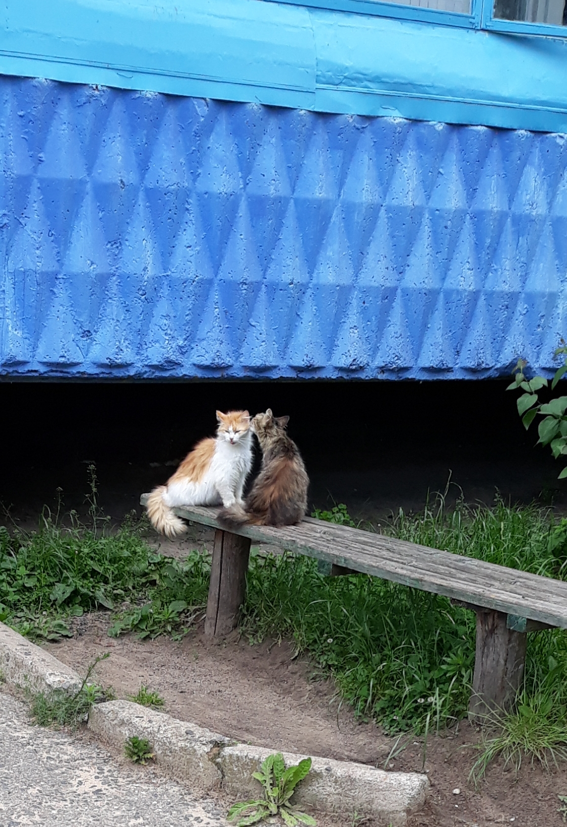 Wash after rain - My, Homeless animals, cat, Longpost