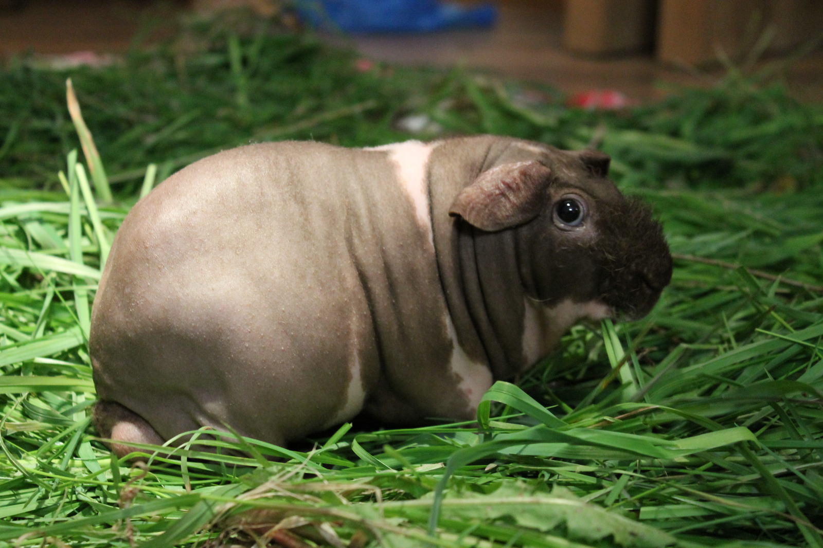 Pigs in the hay. - My, Guinea pig, Pet, Pets