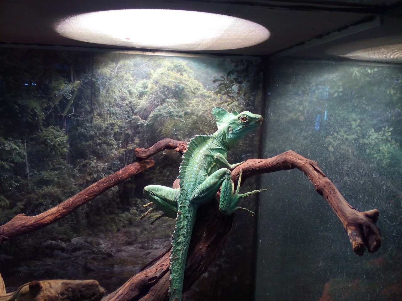 Helmeted Basilisk. - My, Saint Petersburg, , The photo, Animals, Reptiles, Longpost