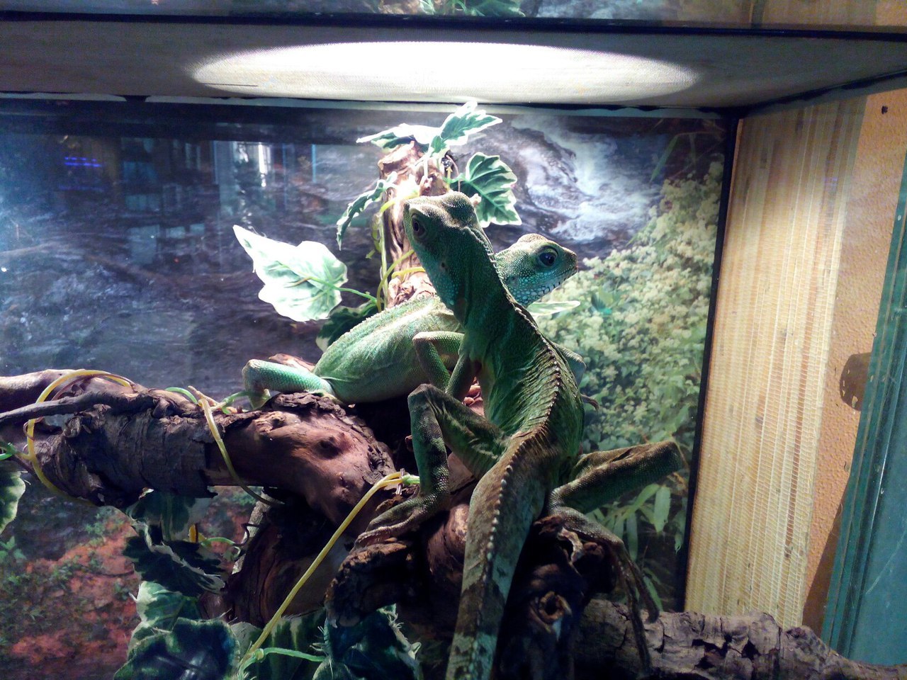 Helmeted Basilisk. - My, Saint Petersburg, , The photo, Animals, Reptiles, Longpost