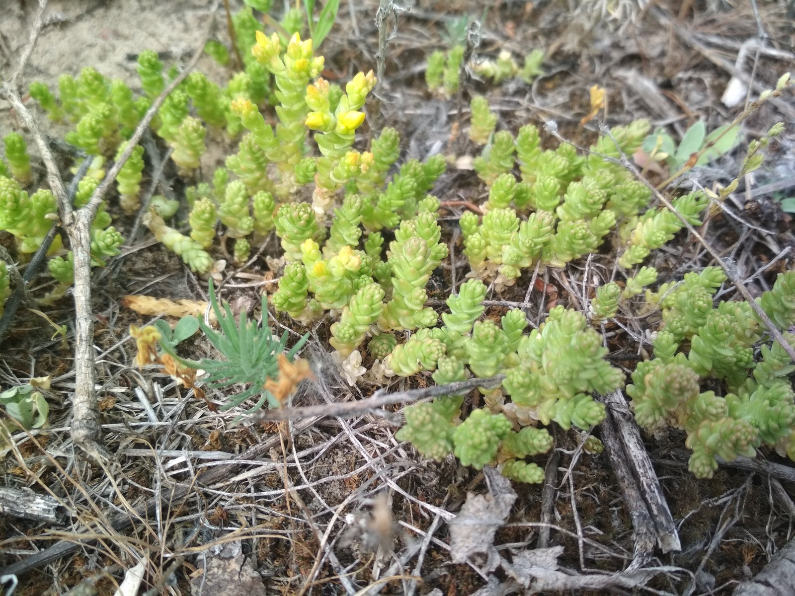 Plant identification - My, League of biologists, Biology, Plants, Longpost