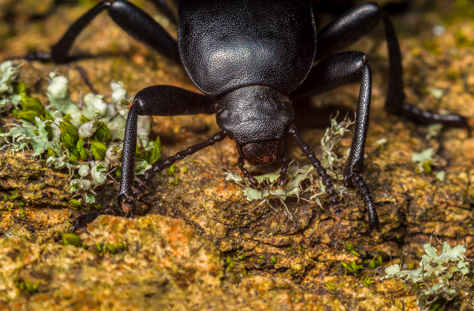 unknown beetle) - My, Nikon d3100, , Macro rings, , Amateur photographer