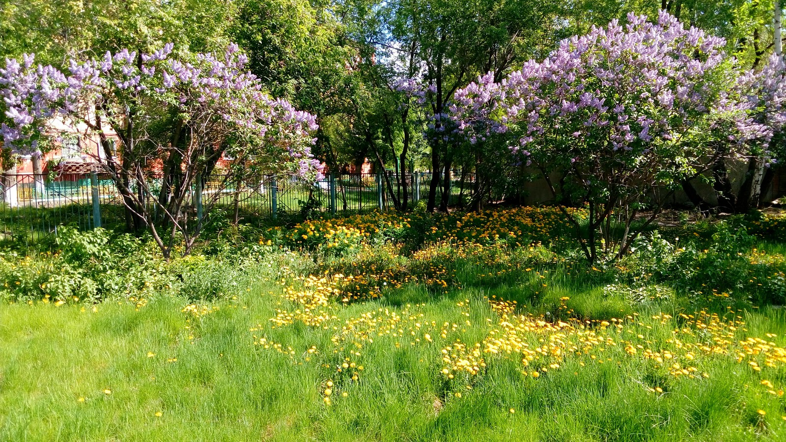 glade - My, Flowers, Landscape design, The photo