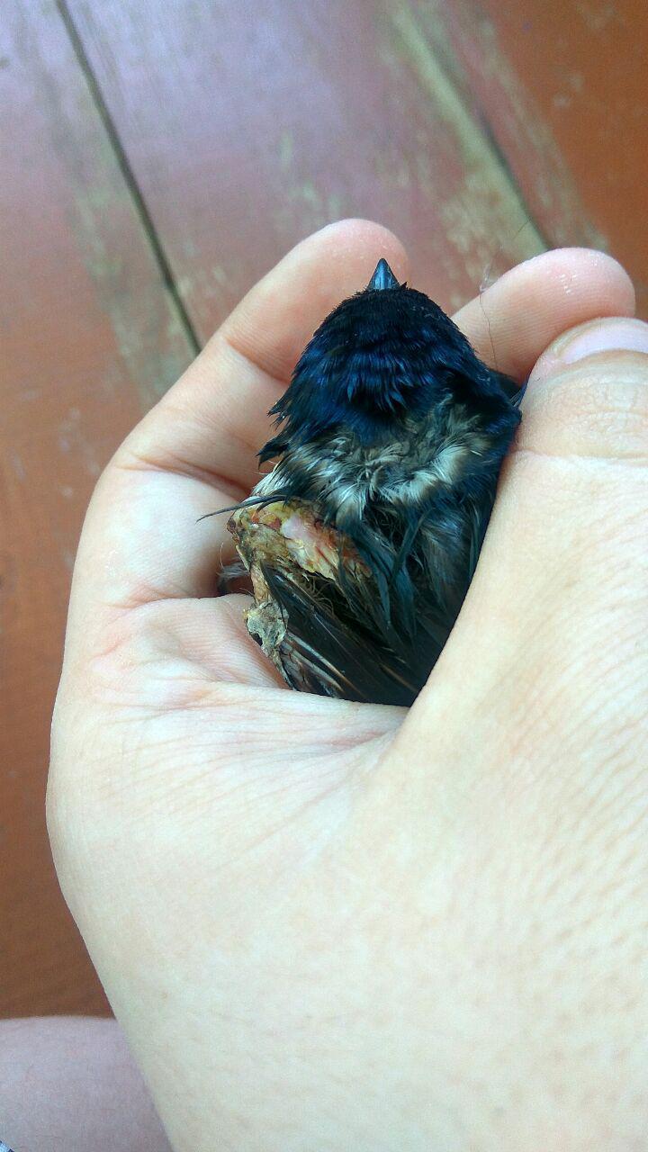 Swallow chick - My, Martin, Help, Ornithology, Longpost, No rating, Helping animals