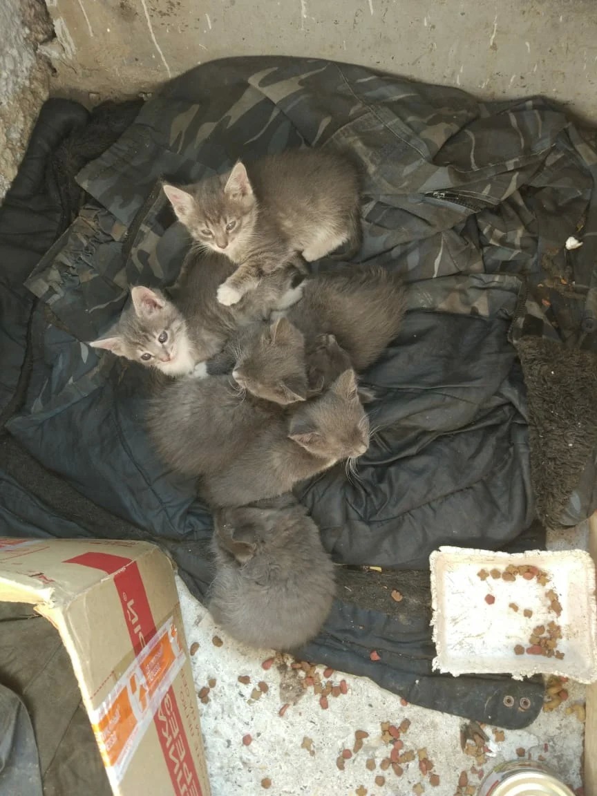 Who needs guard cats? - Help, Kittens, In good hands, Moscow, Setun, Looking for a home, Longpost, cat, Helping animals