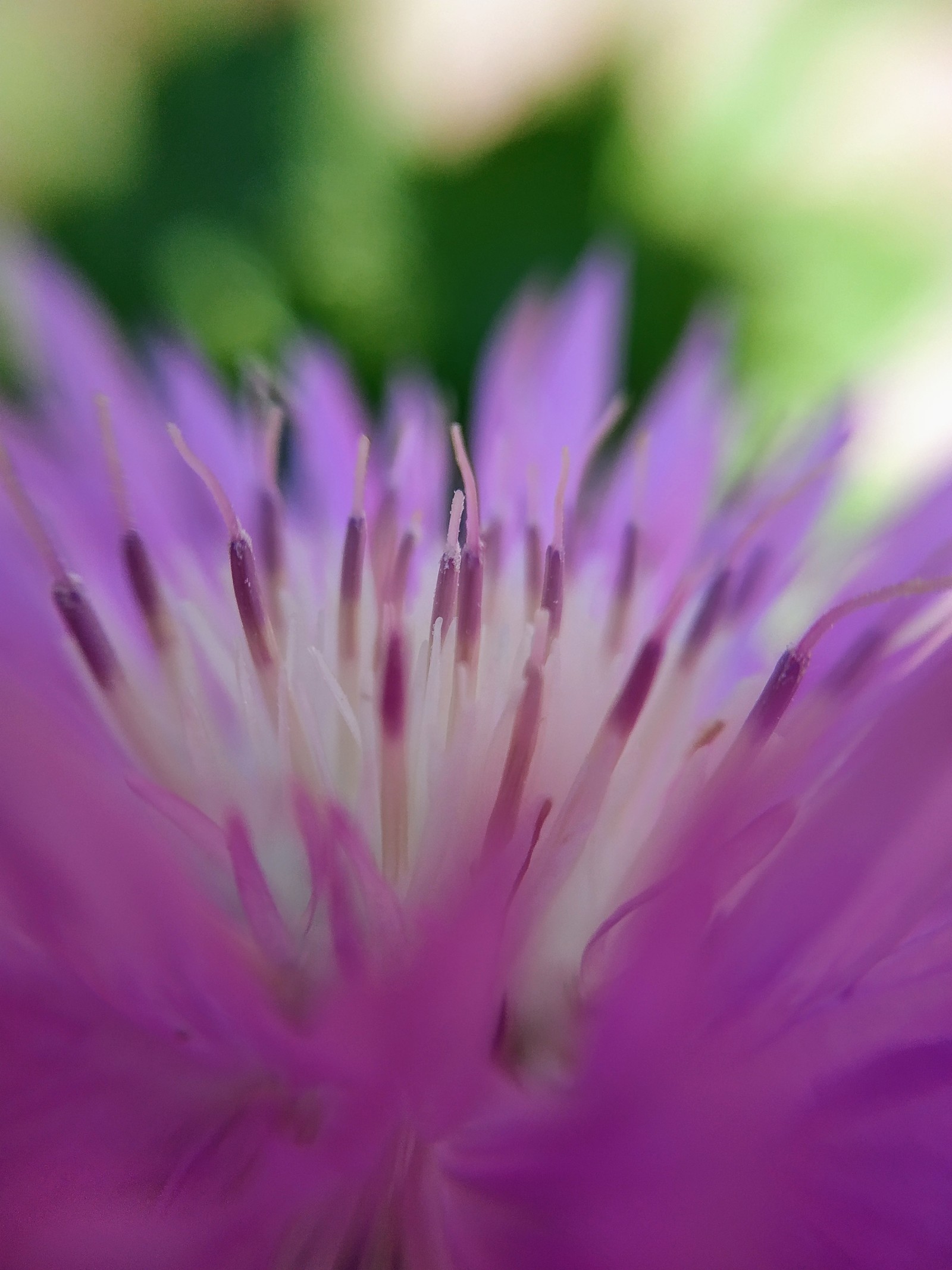 little worker - My, Macro, Macro photography, Flowers, Insects, Bees, The photo, Video, Longpost