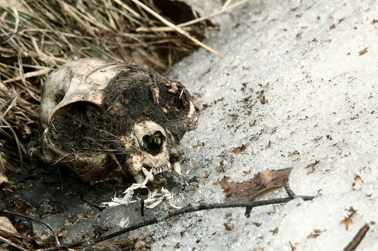 Cats are the gangsters of the animal world, living outside the law and dying the same way - My, Pet cemetery, Longpost, The photo, Chelyabinsk, Society, Stephen King Pet Sematary