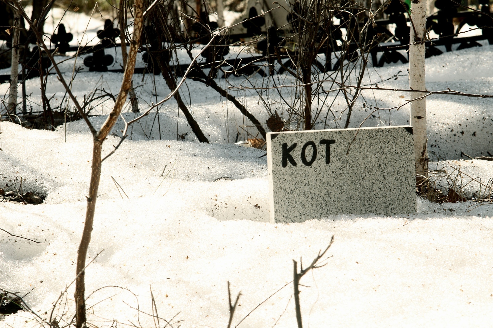 Cats are the gangsters of the animal world, living outside the law and dying the same way - My, Pet cemetery, Longpost, The photo, Chelyabinsk, Society, Stephen King Pet Sematary