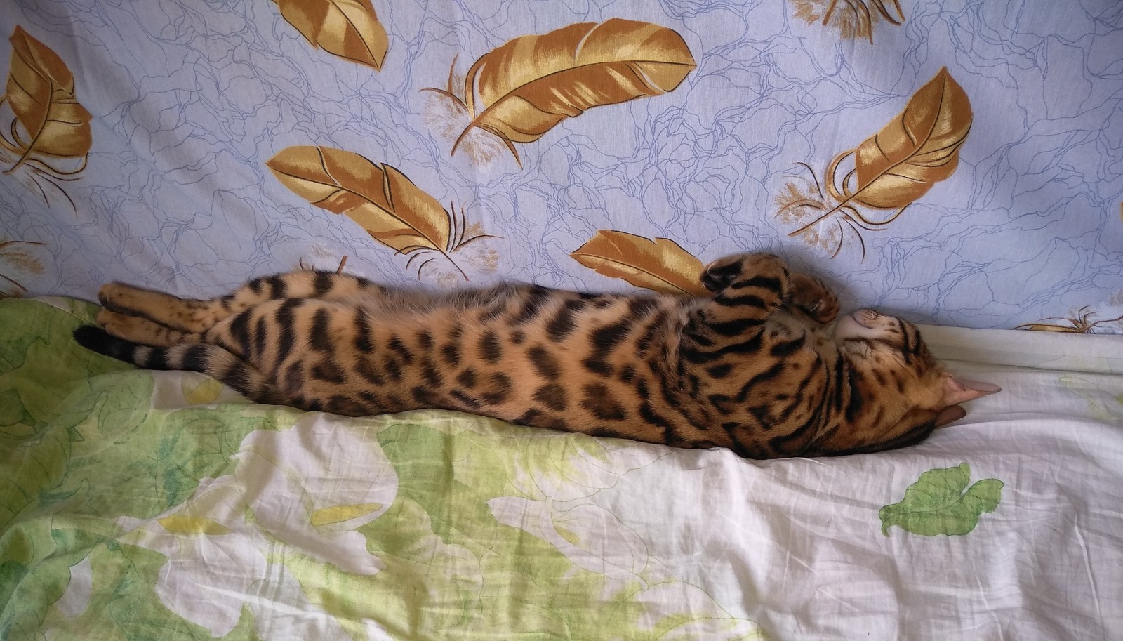 Бенгальский кот Лео
