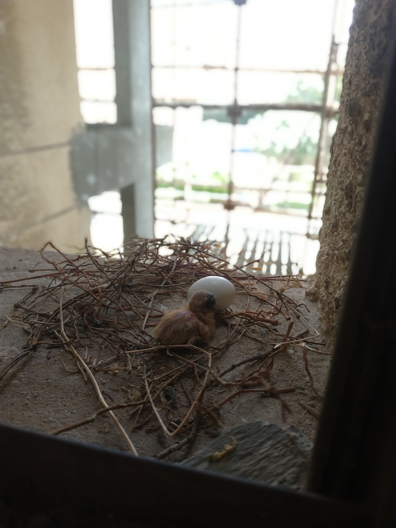 rediscovered) - My, Pigeon, Nest, Chick, Eggs