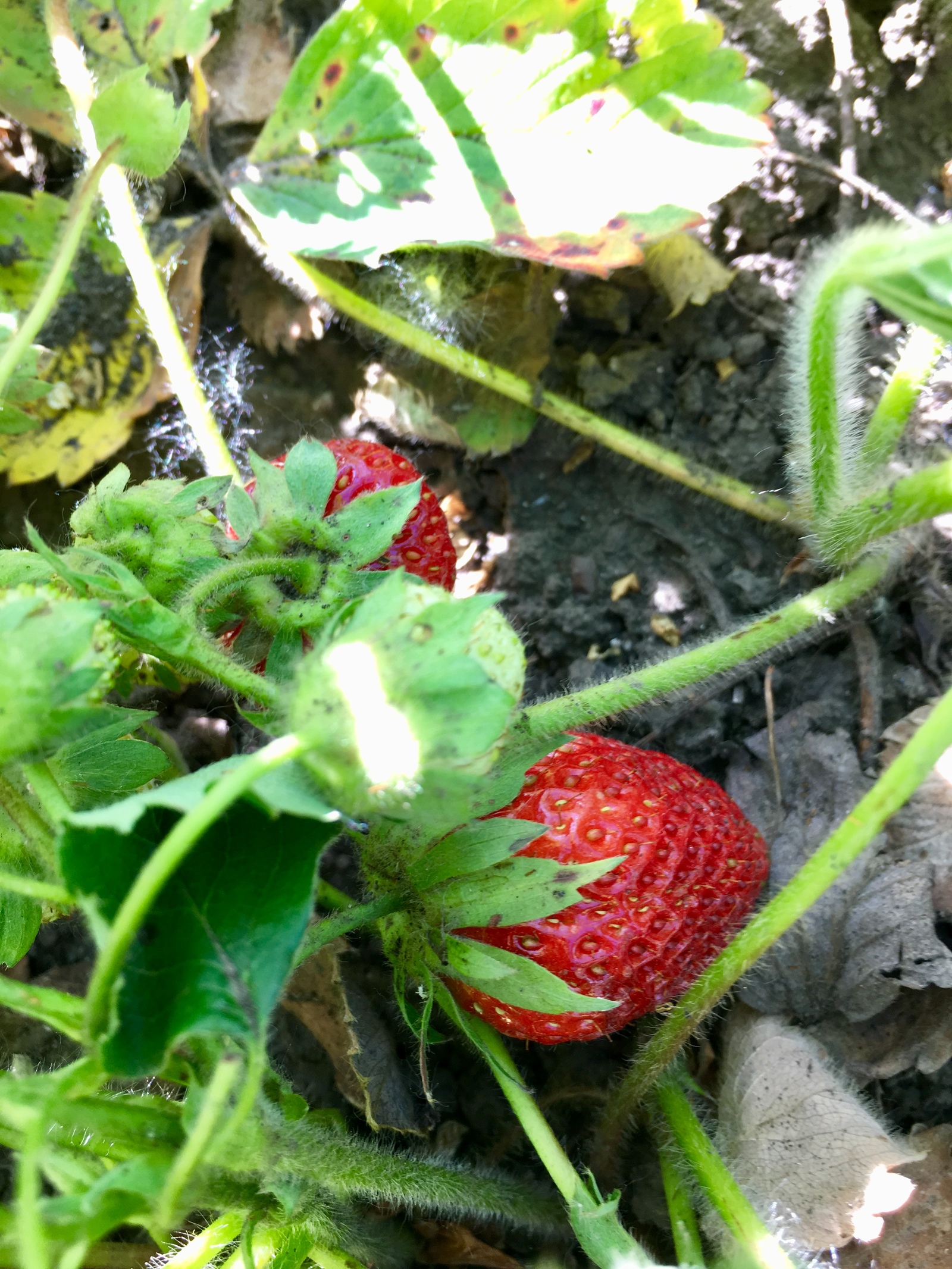 Nothing to do in the village? - My, Garden, Dacha, Summer residents, Garden, Gardening, Vegetables, Berries, Village, Longpost