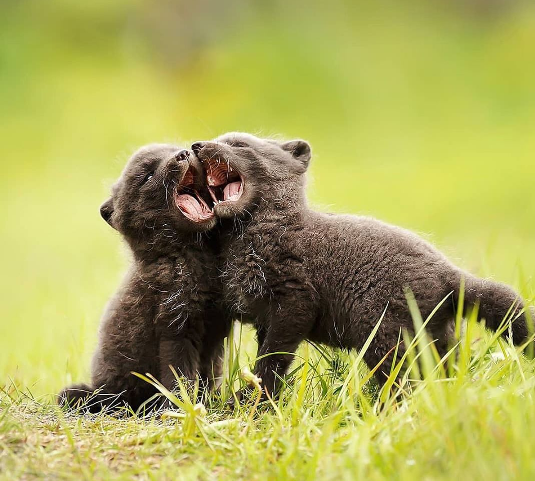 Fox cubs - Fox, Animals, Fox cubs, The photo