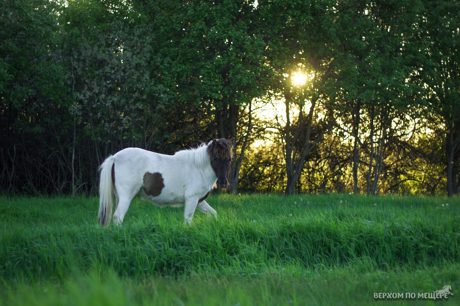 Riding along the Meshchera. Post two - introductory - My, Horses, Stable, Meshchera, Ryazan, Orekhovo, Longpost