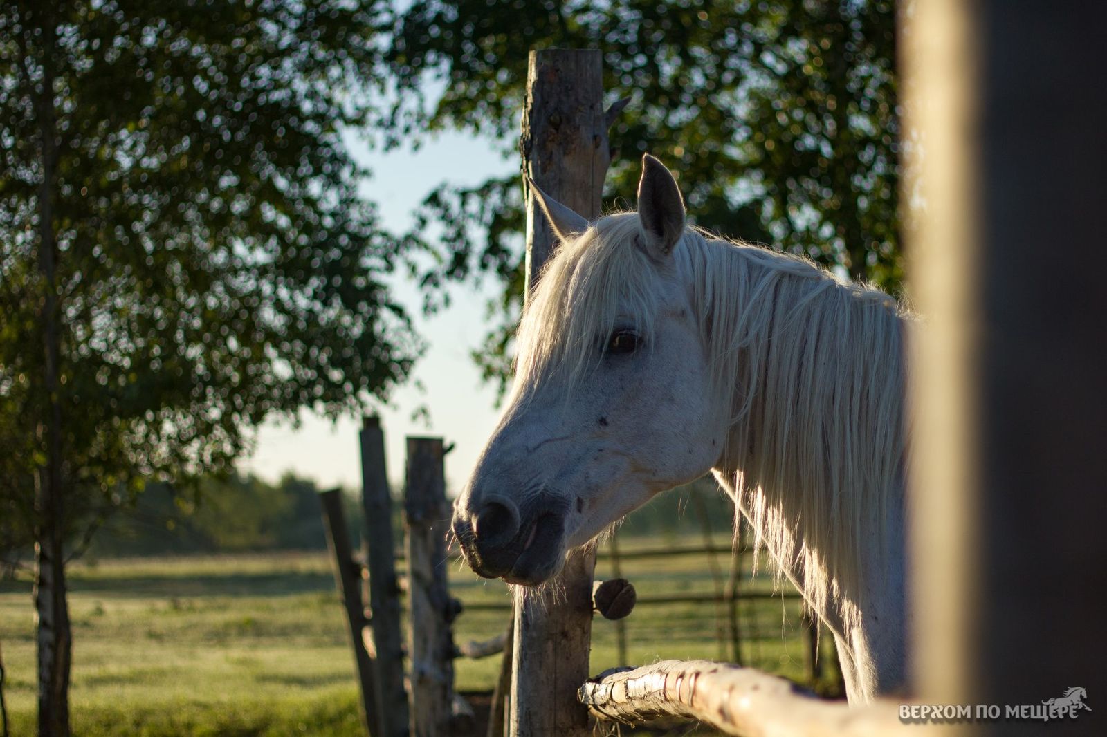 Riding along the Meshchera. Post two - introductory - My, Horses, Stable, Meshchera, Ryazan, Orekhovo, Longpost