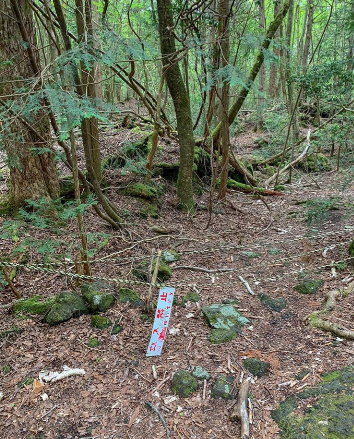 Про лес самоубийц. Лес Аокигахара Дзюкай в Японии. Лес самоубийц Аокигахара. Японский лес самоубийц Аокигахара. Аокигахара МОМО.