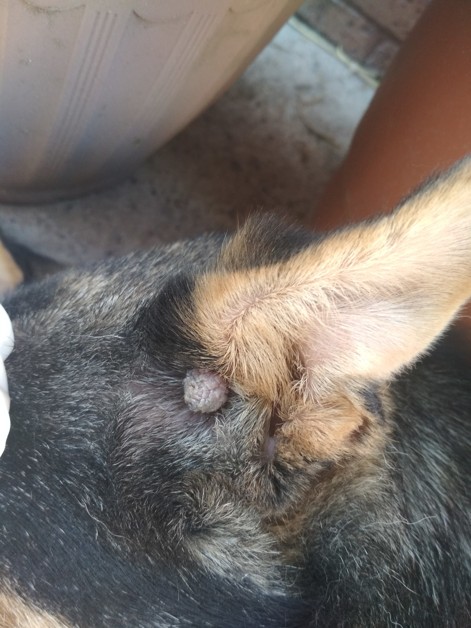 Guys, need help. What it is? Found on my dog - League of biologists, Question, Longpost