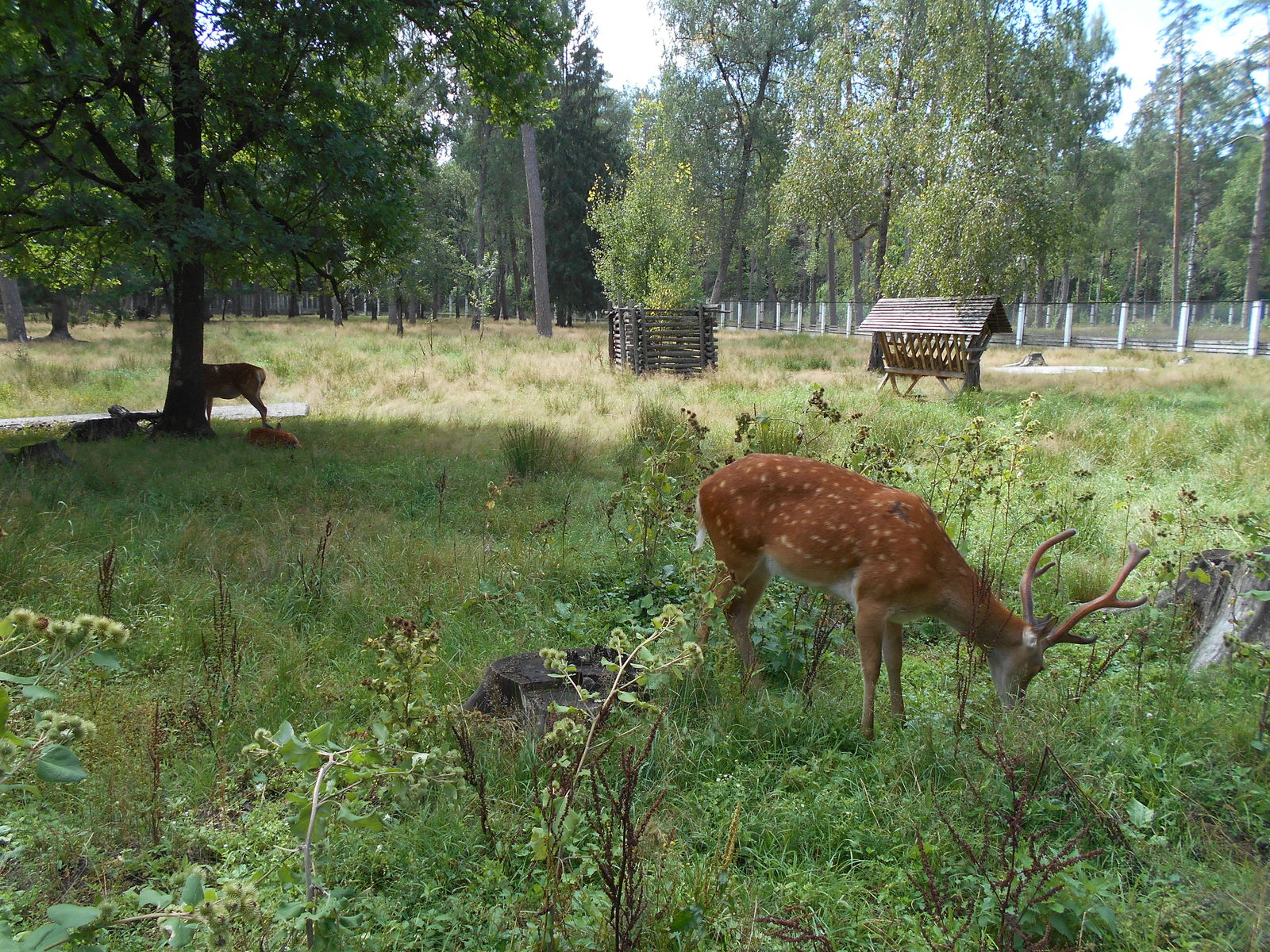 Rest in Belarus by car. Part 3 Belovezhskaya Pushcha - My, Republic of Belarus, Travels, Belovezhskaya Pushcha, Animals, Brest, Road trip, Vacation, Longpost, Yandex Zen